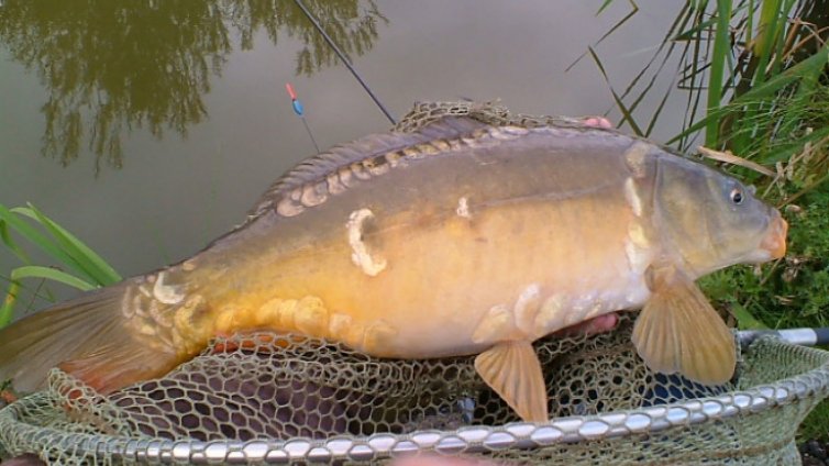 Шаранът е риба № 1 на българската трапеза