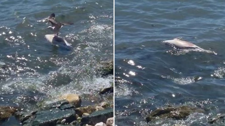 Откриха мъртъв делфин в района на Топлата вода