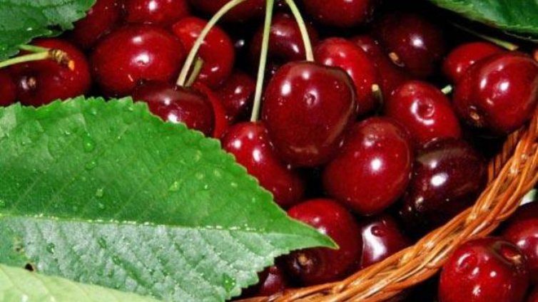 Реколтата от череши е съсипана