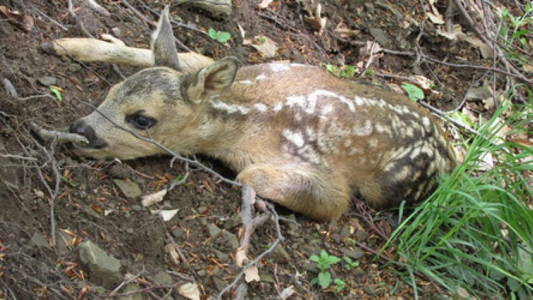 Спасиха новородено сърне от бракониери