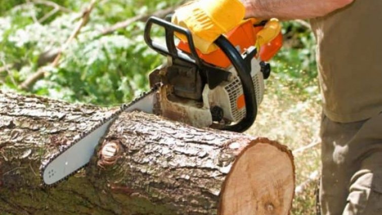 Глобиха фирма за отрязано дърво във Варна
