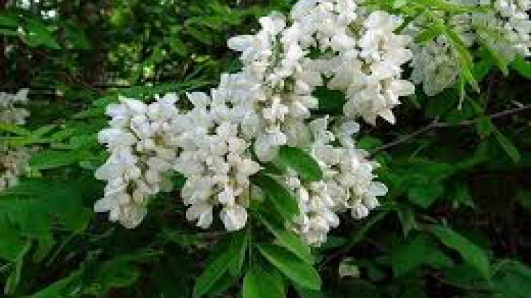 В “Аспарухово” засадиха нова акациева гора