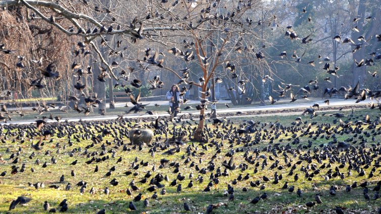 Ята косове потърсиха прехрана в Морската градина (СНИМКИ)