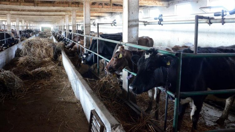 Два милиона лева ще получат фермерите с унищожени от дерматита животни