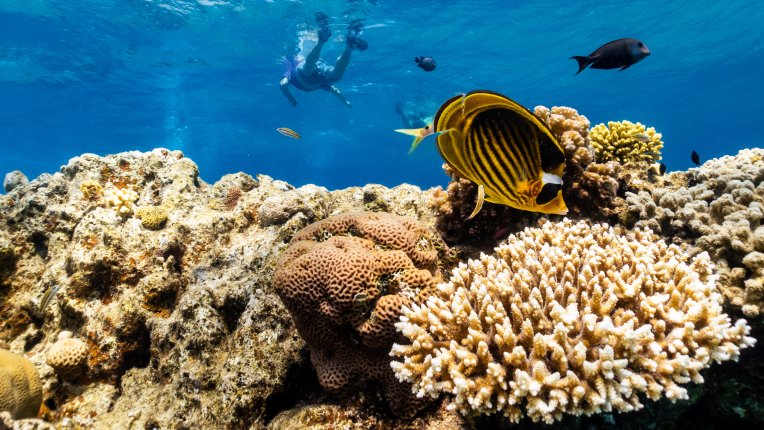 Учените прогнозират почти пълното изчезване на коралите! Какво ще се случи след смъртта им